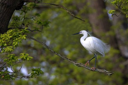 Little_Egret
